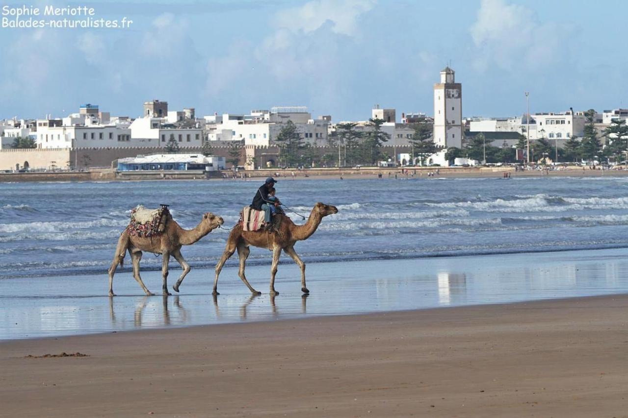 Appartement Essaouira Proche De La Mer Ngoại thất bức ảnh